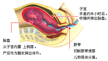 胎盘后壁与显怀的时间，深度解析