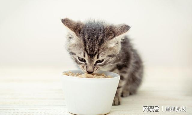 初生一月小猫的饮食指南，它们应该吃什么？